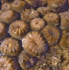Palythoa