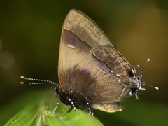 Lamprospilus orcidia