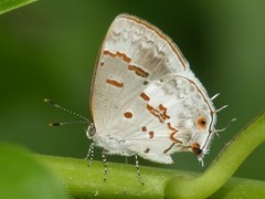 Ministrymon megacles