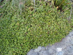 Osmitopsis dentata