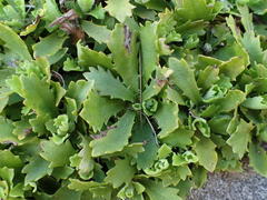 Osmitopsis dentata