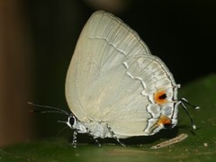 Strephonota carteia