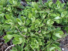 Osmitopsis dentata