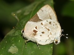 Tmolus cydrara