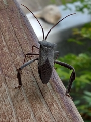 Acanthocephala declivis
