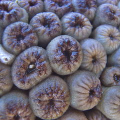 Palythoa