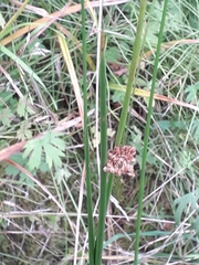 Juncus conglomeratus