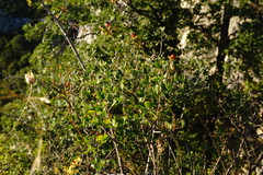 Chamaecytisus ruthenicus