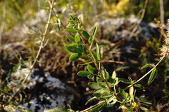 Chamaecytisus ruthenicus