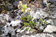 Chamaecytisus ruthenicus