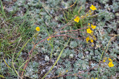 Potentilla jenissejensis