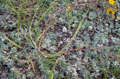 Potentilla jenissejensis