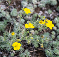 Potentilla jenissejensis
