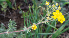 Potentilla jenissejensis