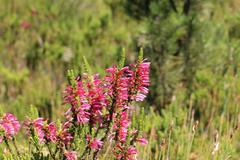 Erica curviflora curviflora