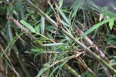 Bambusa oldhamii