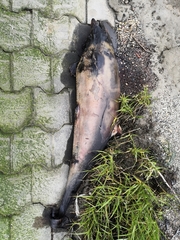 Phocoena phocoena phocoena