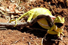 Thelotornis capensis capensis
