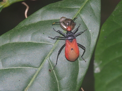 Dindymus bicolor