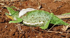 Thelotornis capensis capensis