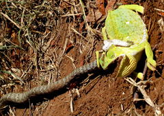 Thelotornis capensis capensis