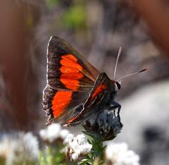 Capys alphaeus alphaeus
