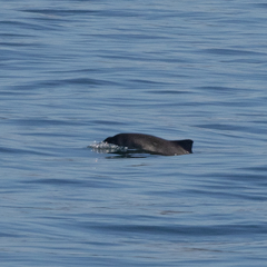 Phocoena phocoena vomerina