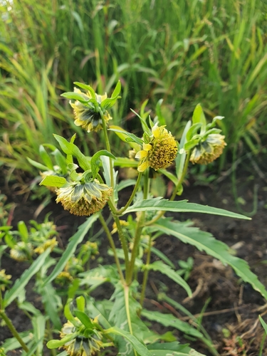 Nodding beggartick (Bidens cernua)