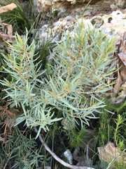 Grubbia tomentosa