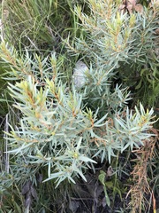Grubbia tomentosa