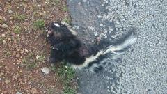 Ictonyx striatus striatus