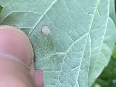 Acericecis ocellaris