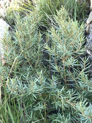 Grubbia tomentosa