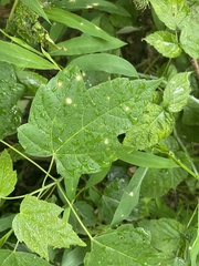 Acericecis ocellaris