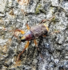 Acorynus pictus