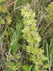 Eriosemopsis subanisophylla