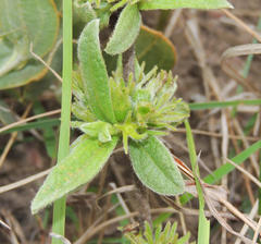 Eriosemopsis subanisophylla