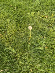 Taraxacum