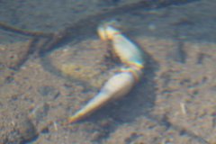 Pacifastacus leniusculus