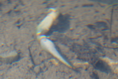 Pacifastacus leniusculus