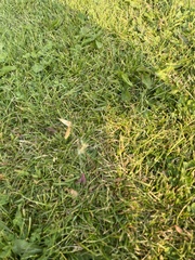 Taraxacum officinale