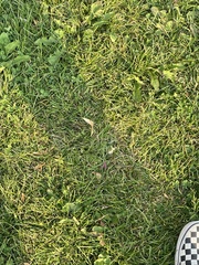 Taraxacum officinale