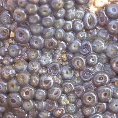 Zoanthus sansibaricus