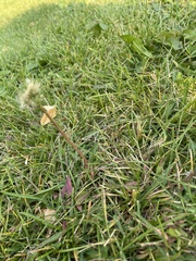 Taraxacum officinale