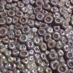 Zoanthus sansibaricus