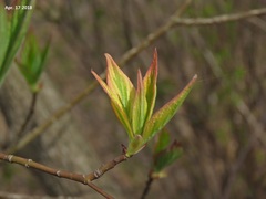 Cornus controversa