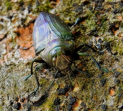Belionota prasina