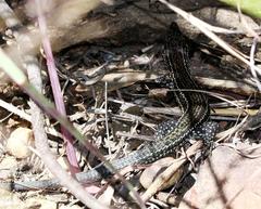 Tropidosaura gularis