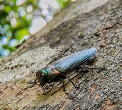 Belionota prasina