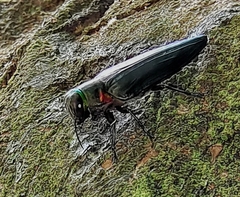 Belionota prasina